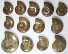 Lot: - Polished Whole Ammonite Fossils - Pieces #116637-2
